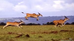 Safari parkı yaradılacaq - AZƏRBAYCANDA